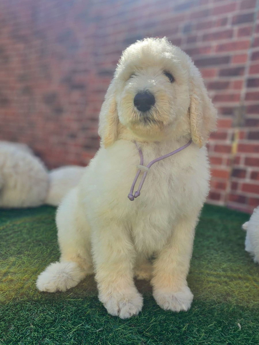 スタンダードプードル　うす紫