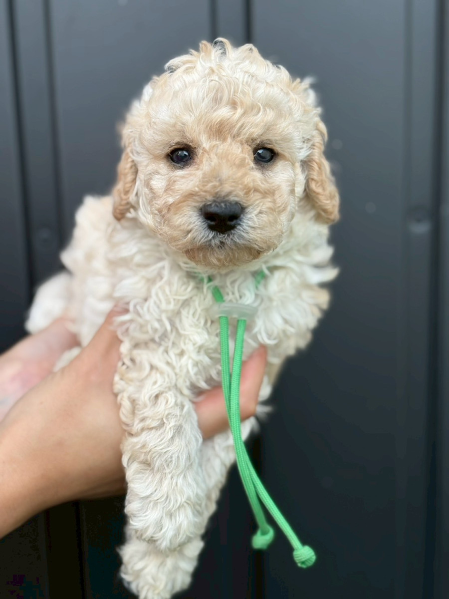 トイプードル　緑
