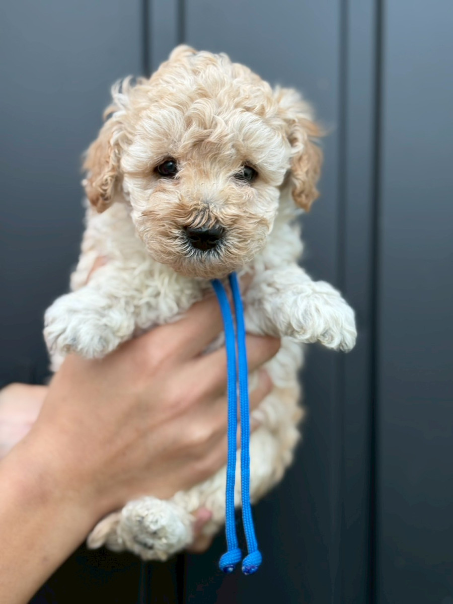 トイプードル　青