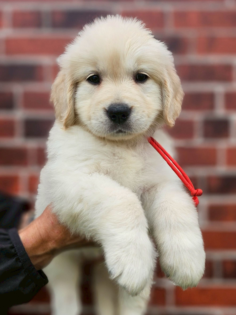 ゴールデンレトリーバー　　　赤