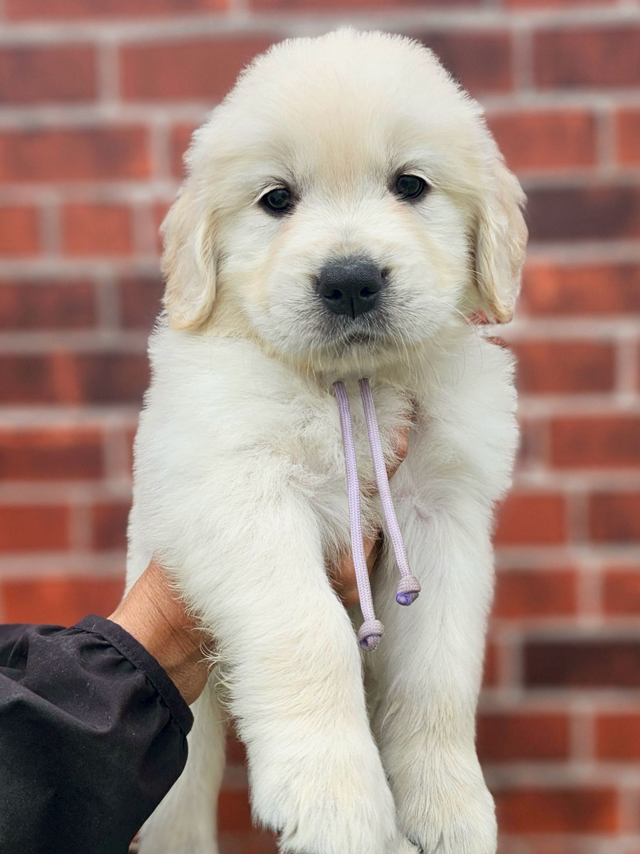 ゴールデンレトリーバー　うす紫