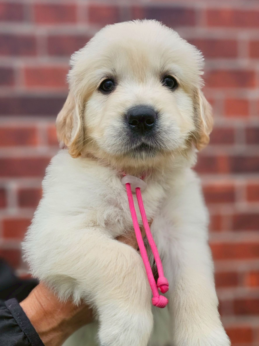 ゴールデンレトリーバー　濃ピンク