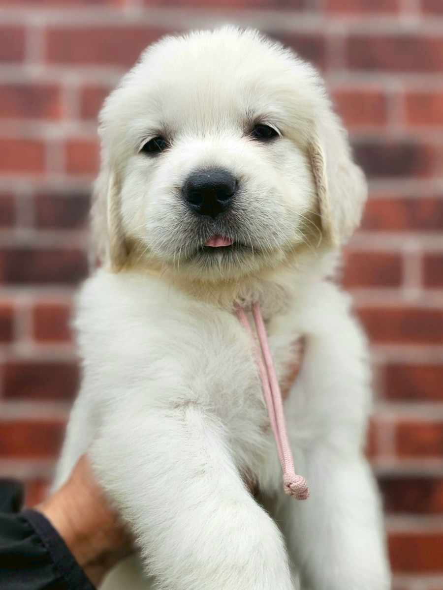 ゴールデンレトリーバー　薄ピンク