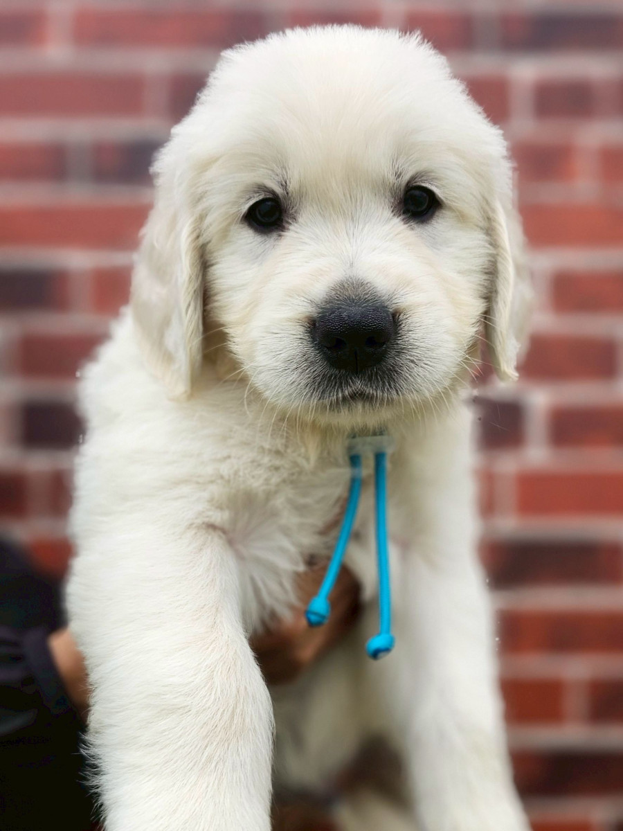 ゴールデンレトリーバー　水色