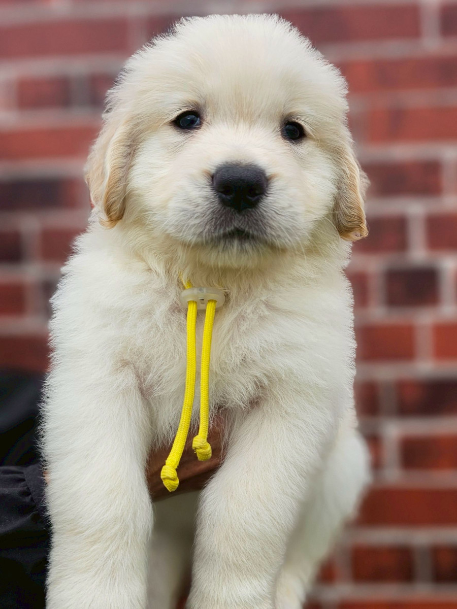 ゴールデンレトリーバー　黄色