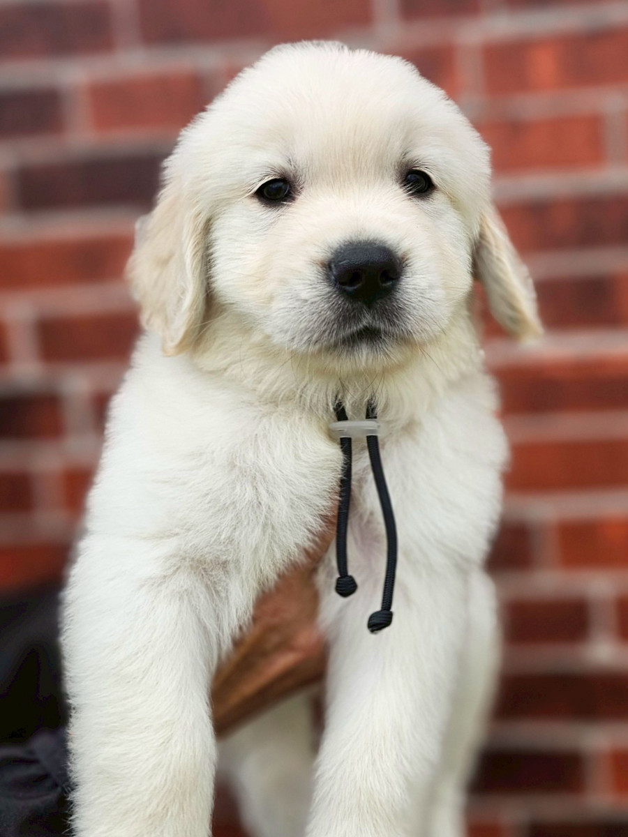 ゴールデンレトリーバー　黒