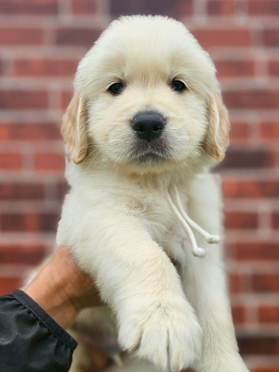 ゴールデンレトリーバー　白