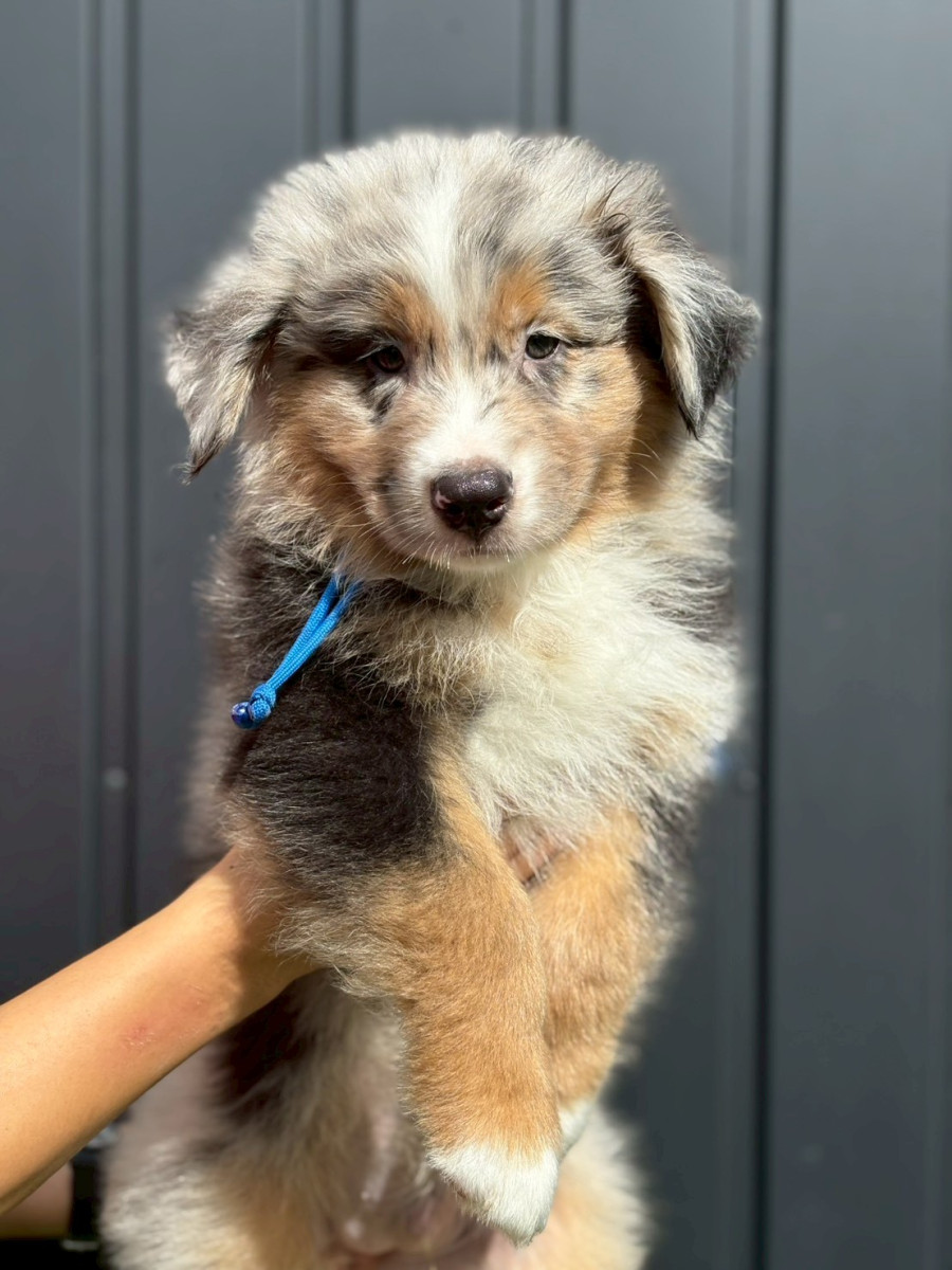 オーストラリアンシェパード　青