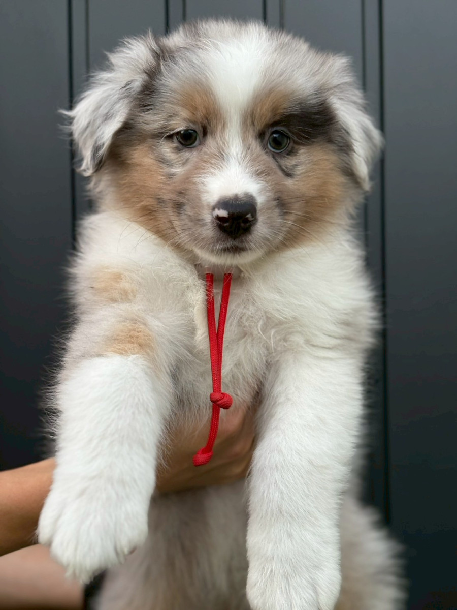 オーストラリアンシェパード　赤