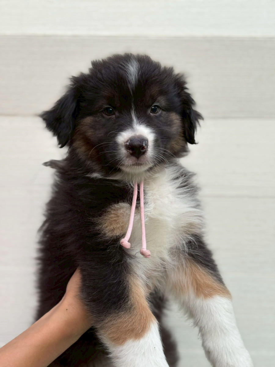 オーストラリアンシェパード　ピンク