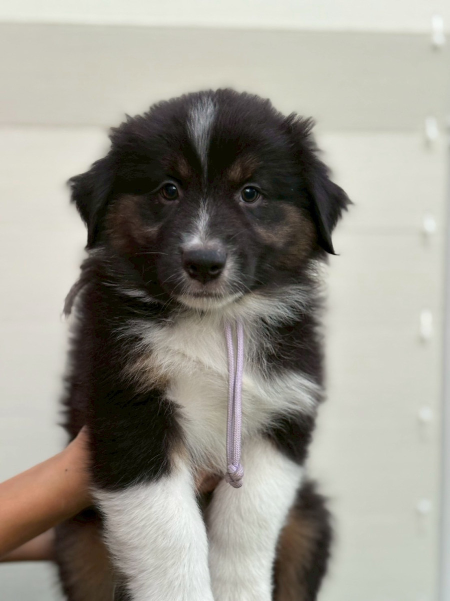 オーストラリアンシェパード　うす紫