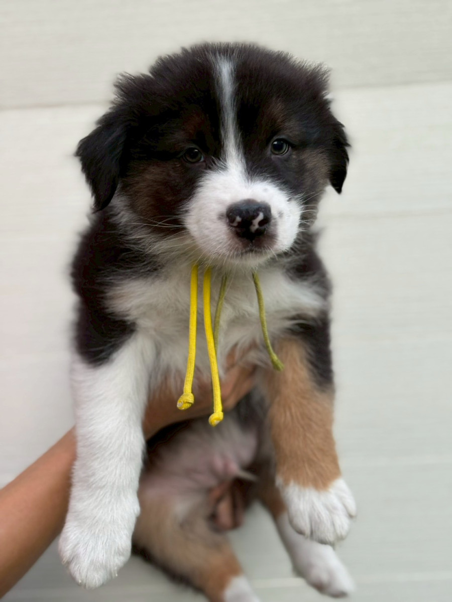 オーストラリアンシェパード　黄色