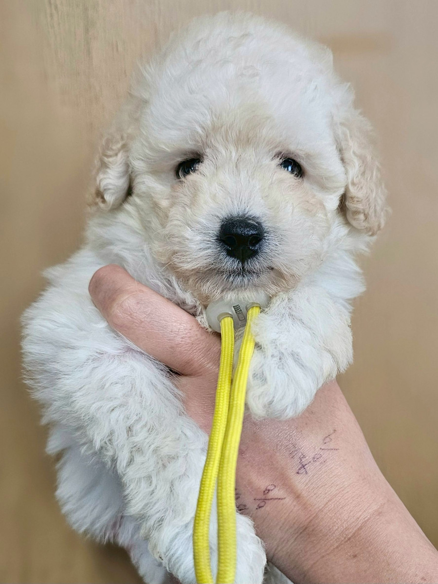 トイプードル　黄色