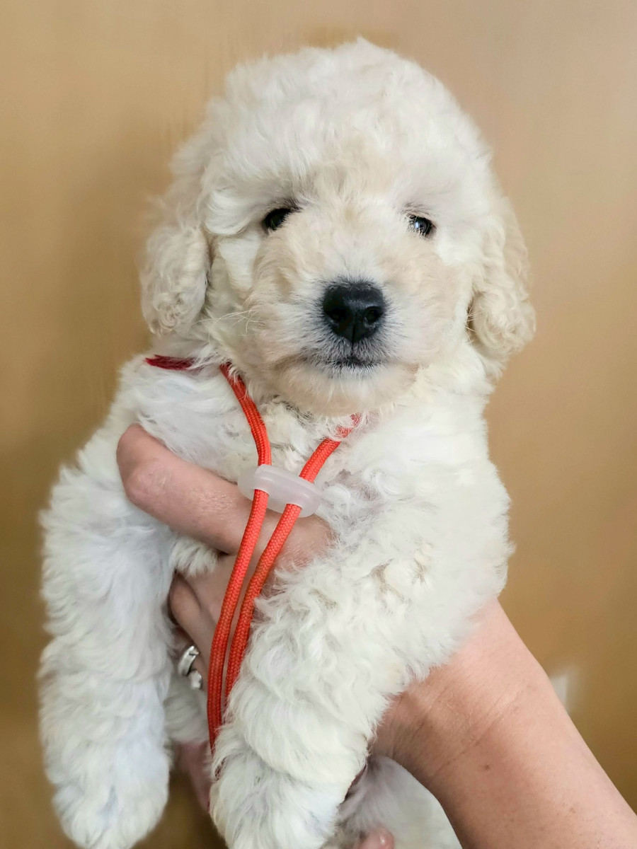 トイプードル　赤