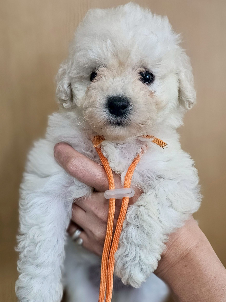 トイプードル　オレンジ