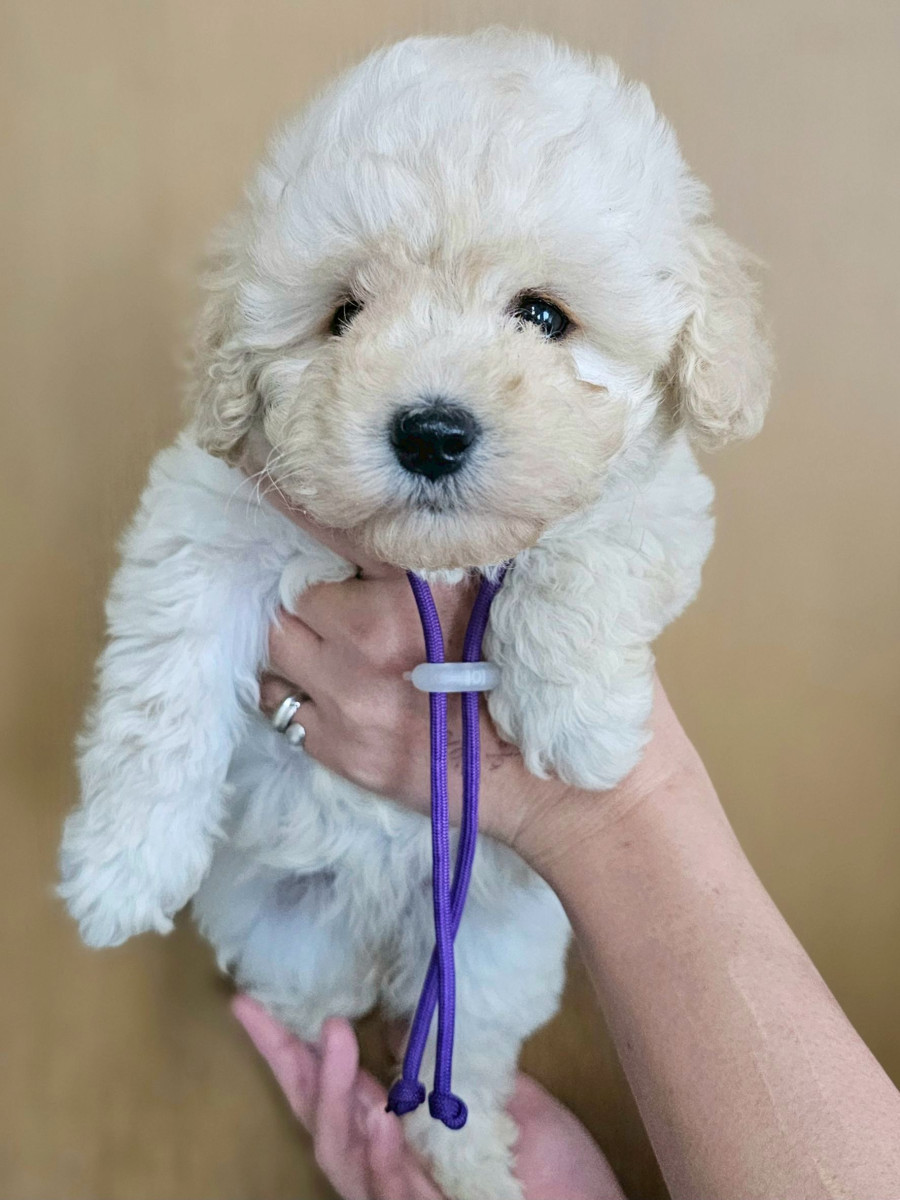 トイプードル　紫
