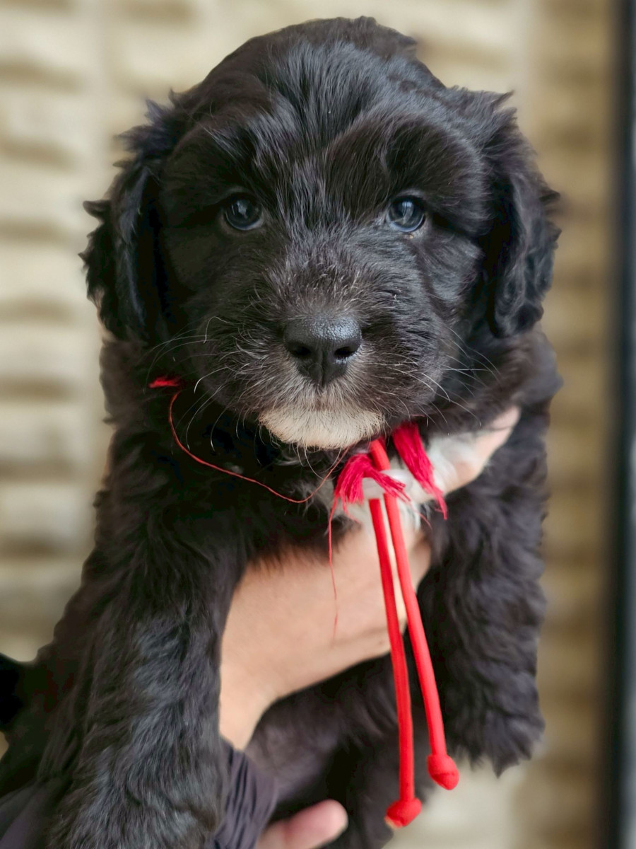 ミディアム　オージードゥードル　赤