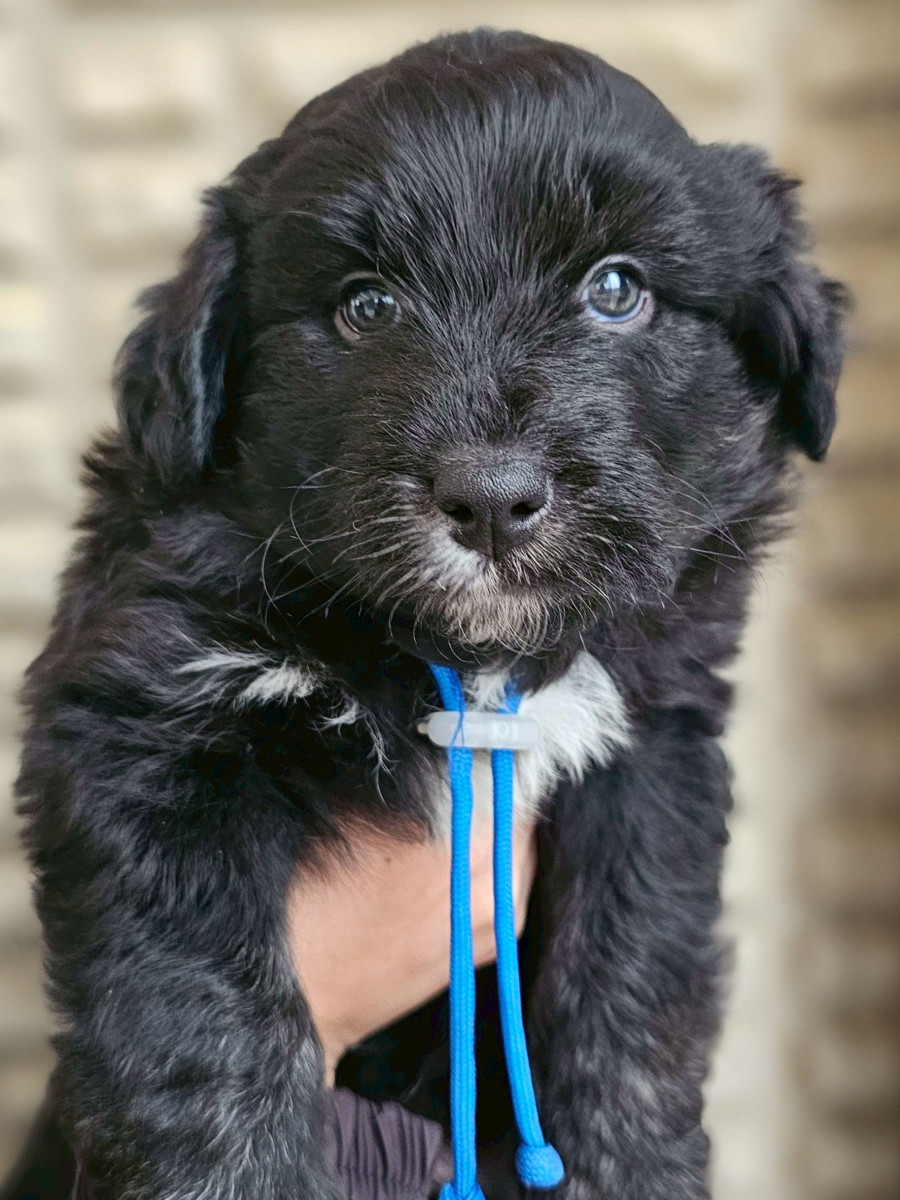 ミディアム　オージードゥードル　青