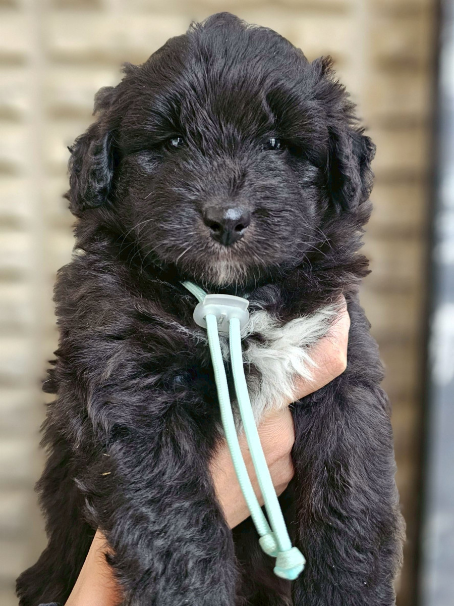 ミディアム　オージードゥードル　水色