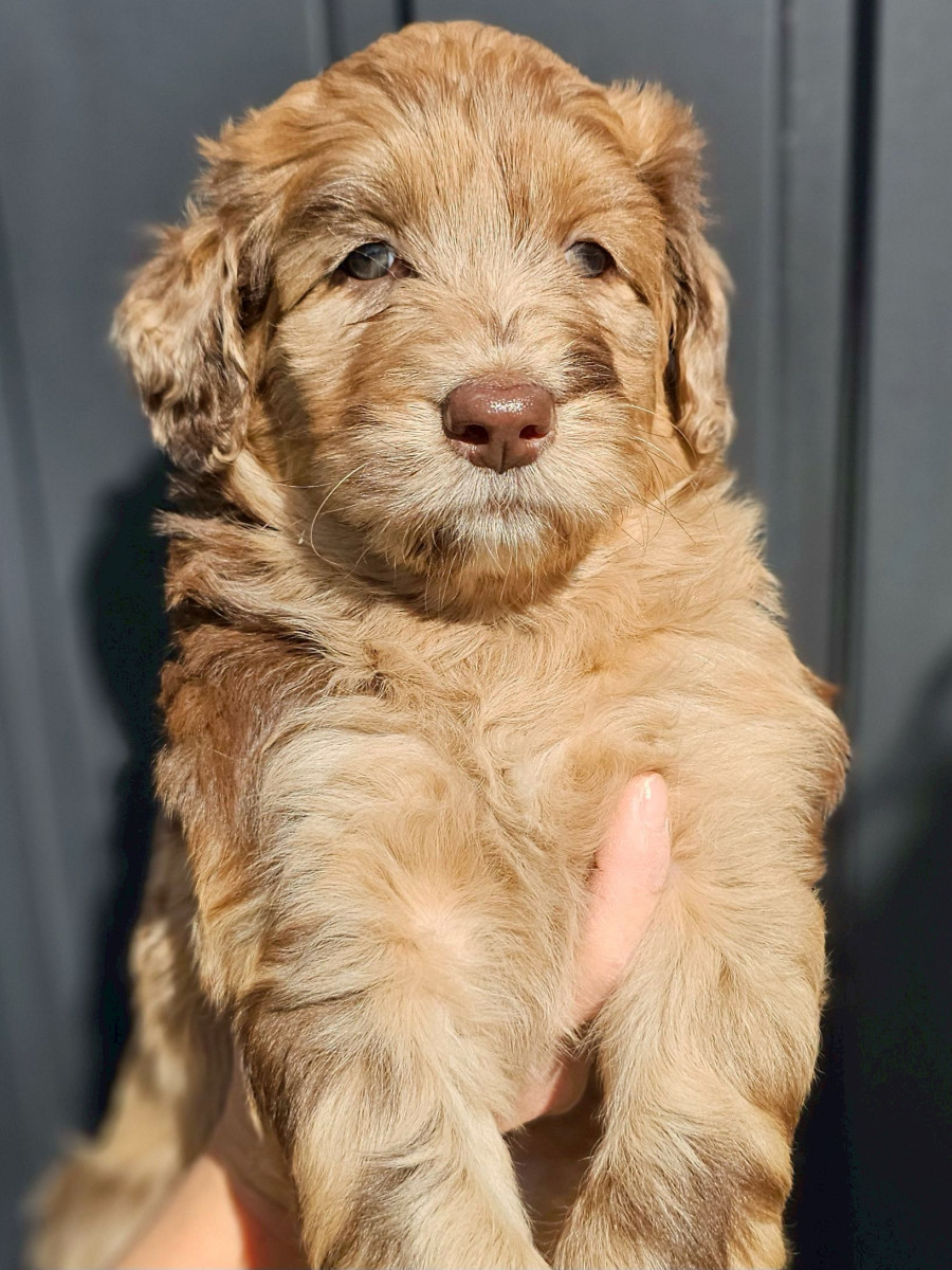 オージードゥードル　茶