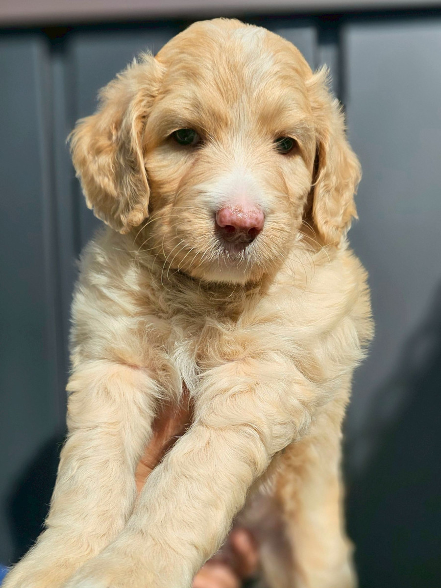 オージードゥードル　