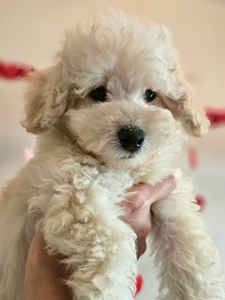 トイプードル　緑