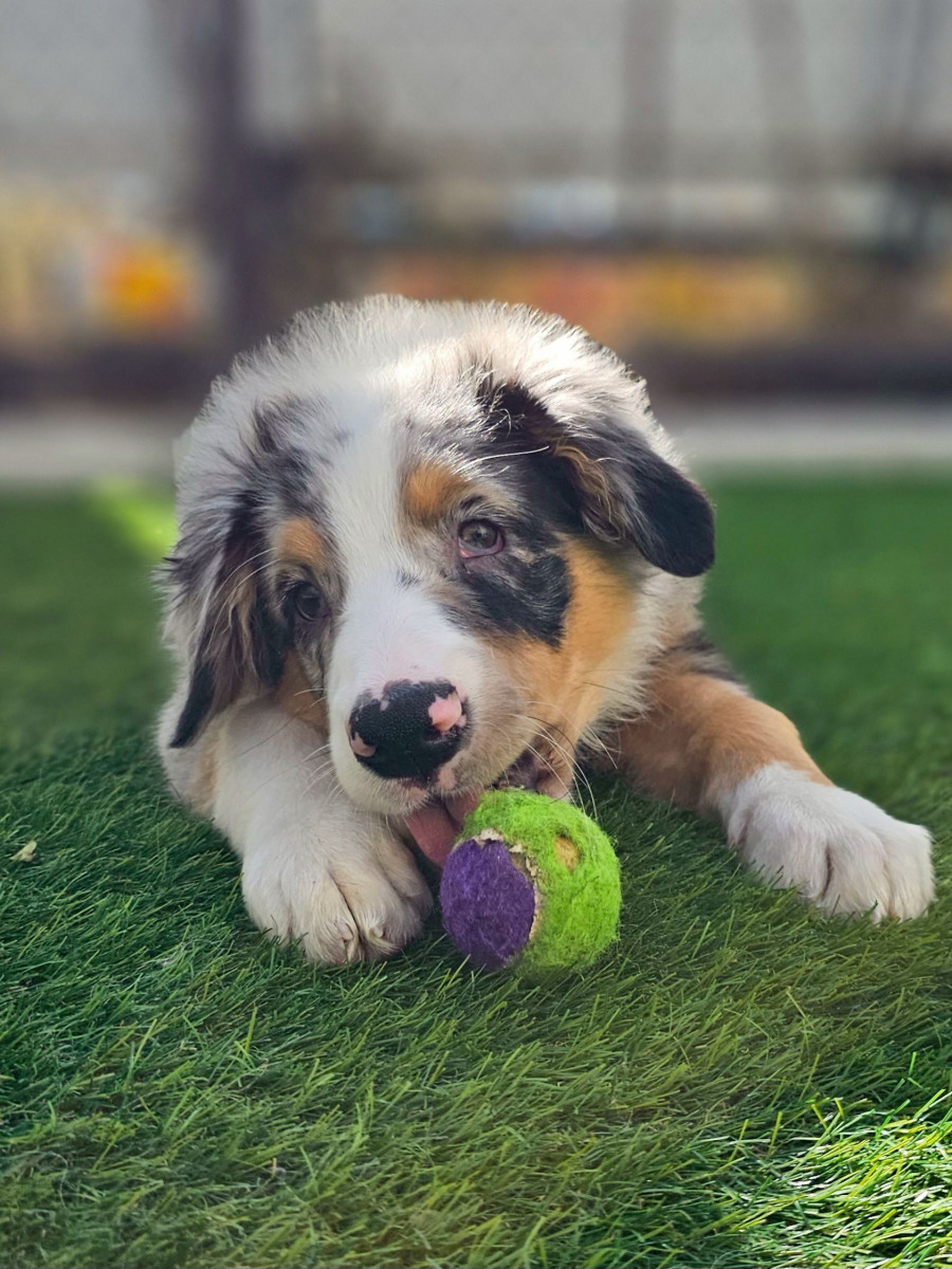 オーストラリアンシェパード　青