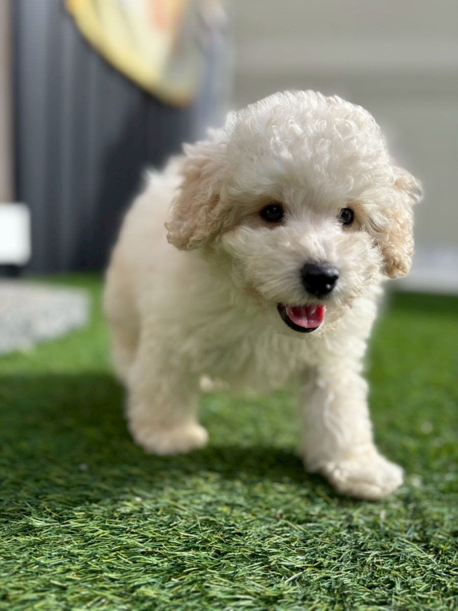 トイプードル　緑