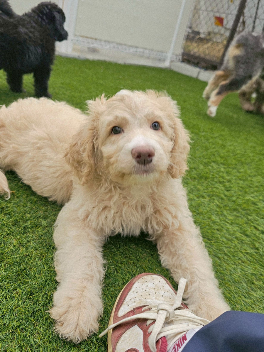 オージードゥードル　