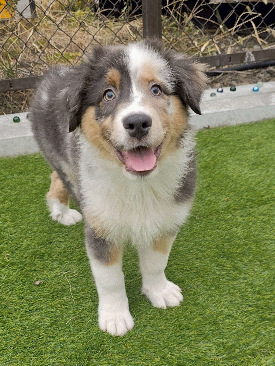 オーストラリアンシェパード　水色