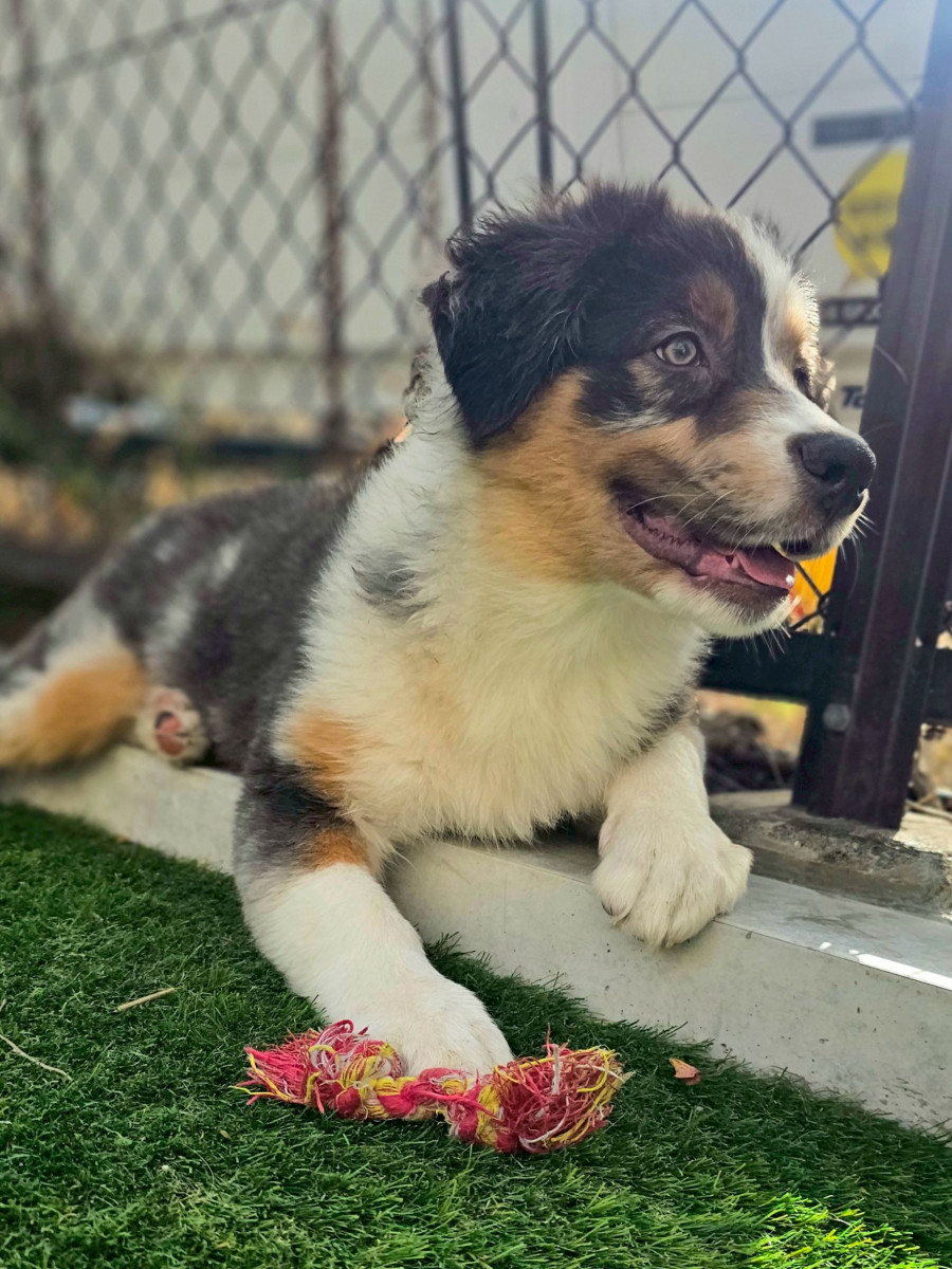 オーストラリアンシェパード　水色