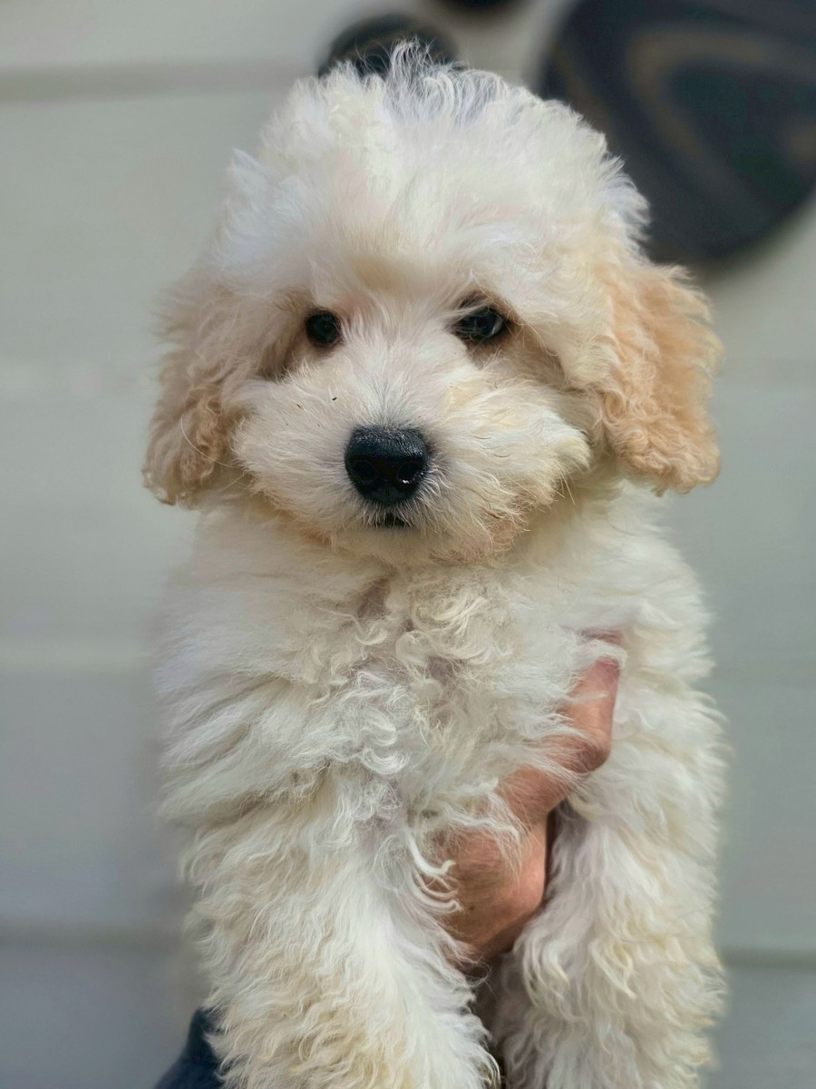 トイプードル　緑