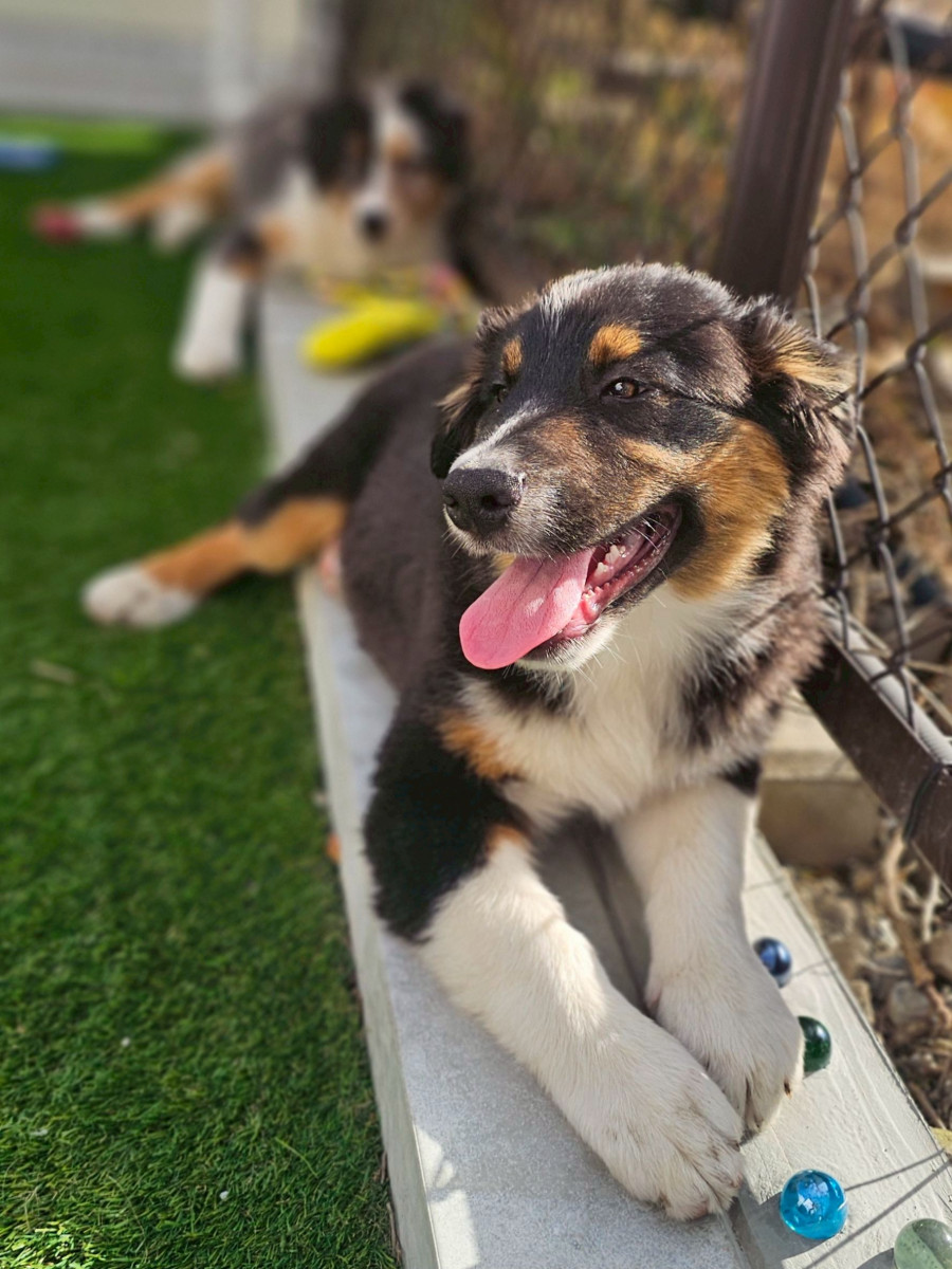 オーストラリアンシェパード　うす紫