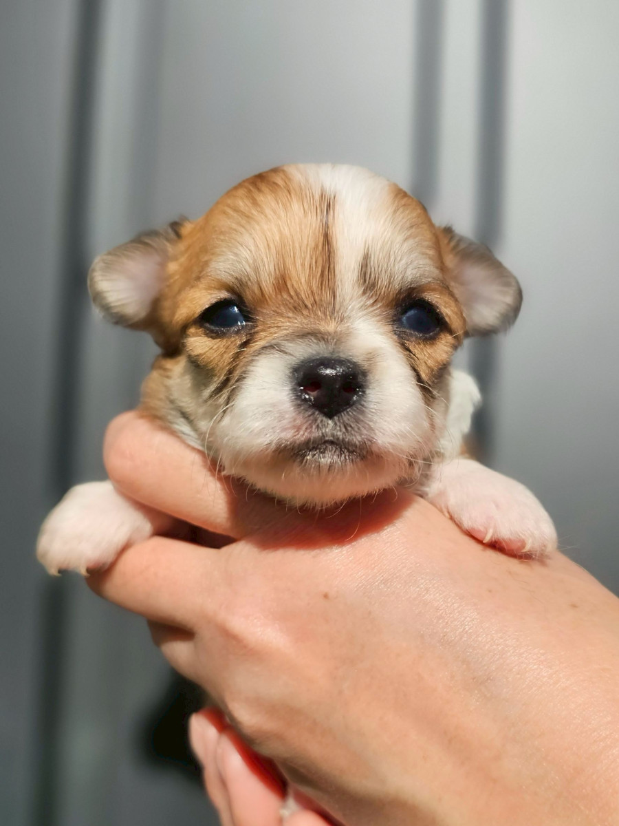 チワワ　オレンジ